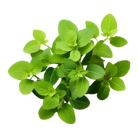 AI generated Green Small Leafs on Transparent background - Ai Generated png