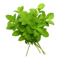 AI generated Green Small Leafs on Transparent background - Ai Generated png