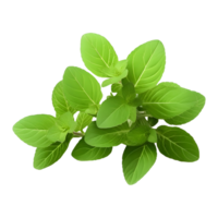 ai généré vert petit feuilles sur transparent Contexte - ai généré png