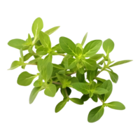 AI generated Green Small Leafs on Transparent background - Ai Generated png