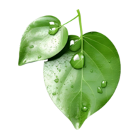 AI generated Green Leaf on Transparent background - Ai Generated png