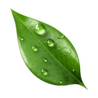 AI generated Green Leaf on Transparent background - Ai Generated png