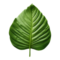 AI generated Green Leaf on Transparent background - Ai Generated png