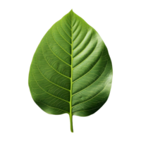 AI generated Green Leaf on Transparent background - Ai Generated png