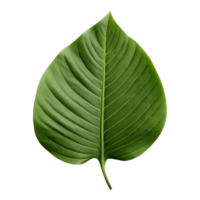 AI generated Green Leaf on Transparent background - Ai Generated png