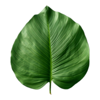 AI generated Green Leaf on Transparent background - Ai Generated png