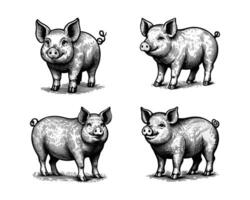 set of pigs illustration. hand drawn black and white vector illustration. isolated white background