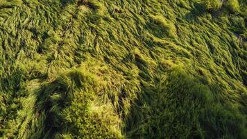 Falling rice in the field. Rice plants fallen because of strong winds and rain before harvest. Rice is damaged due to broken straw, making it more difficult to harvest. video