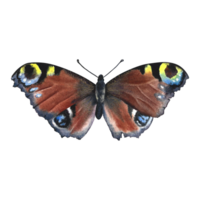 une papillon avec une de paon œil. aglais io. dessiné à la main aquarelle illustration. isoler. pour logos, insignes, autocollants et impressions. pour cartes postales, affaires cartes, prospectus et affiches. png