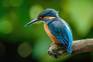 AI generated Kingfisher on the branch. photo