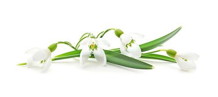 AI generated Beautiful snowdrops flower blossom isolated on white background. Spring nature. Greeting card template. photo