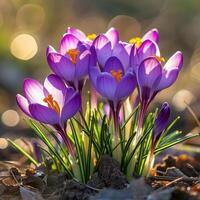 ai generado hermosa azafrán en primavera tiempo. foto