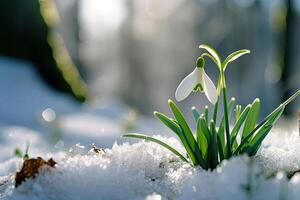 AI generated Snowdrop flowers blooming in snow covering. First spring flowers photo