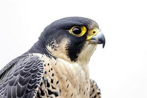 ai generado halcón peregrino halcón pájaro en blanco antecedentes foto