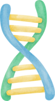 watercolor education DNA png