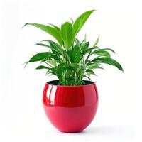 AI generated home plant in blue pot isolated photo