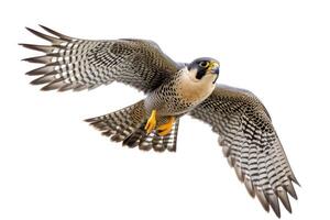 ai generado halcón peregrino halcón pájaro en blanco antecedentes foto