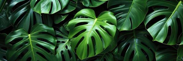 AI generated Green tropical monstera leaves. Background of various green tropical leaves. photo