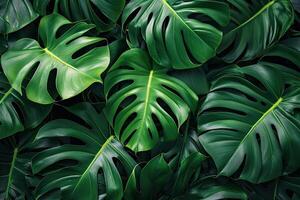 AI generated Green tropical monstera leaves. Background of various green tropical leaves. photo