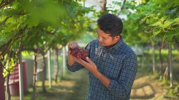 Asia man worker harvesting the grapes. video