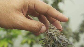 Close-up hand in marijuana buds. video