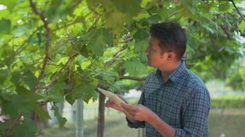 Asia man with tablet checking ripe grapes in vineyard in summer time. video