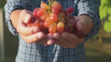 dichtbij omhoog hand- Mens met vers geoogst rood druiven druif oogst. video