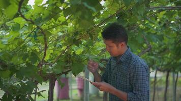 Asia man with tablet checking ripe grapes in vineyard in summer time. video