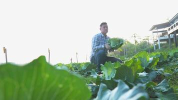 A man working harvesting fresh cabbage on farm field. video