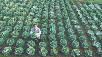 A man working harvesting fresh cabbage on farm field. video