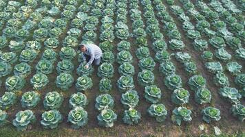 un hombre trabajando cosecha Fresco repollo en granja campo. video