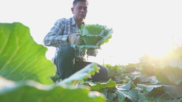 un' uomo Lavorando raccolta fresco cavolo su azienda agricola campo. video