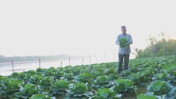 A man working harvesting fresh cabbage on farm field. video