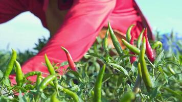 asiatique agriculteur récolte rouge le Chili poivrons dans un agricole le Chili cultiver. video