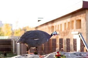 In summer, guinea fowl walk in the park, close-up against the backdrop of the city. Wild bird on a walk photo