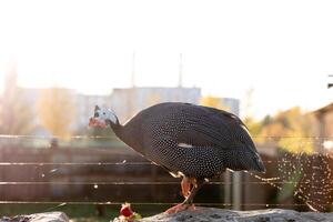 In summer, guinea fowl walk in the park, close-up against the backdrop of the city. Wild bird on a walk photo