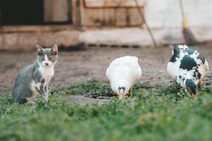 Street kitten and indo-duck in the backyard in the village. Pets in the countryside photo