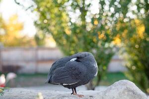 Guinea ave duerme en el parque, de cerca. salvaje pájaro en un caminar foto