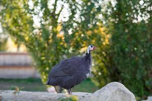 Guinea fowl walks in the park in summer, close-up. Wild bird on a walk photo