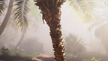 ein schließen oben von ein Palme Baum mit ein Menge von Blätter video