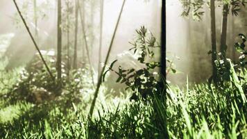 bamboo forest showing off its greenness video