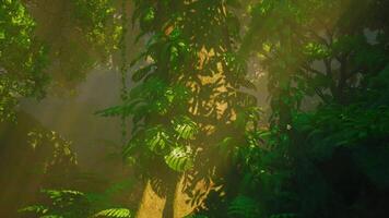 The beautiful scene of tropical rain forest video