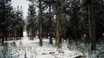 Pine trees covered with hoarfrost in the dark forest video