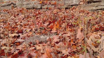 Fall Foliage Peak - Falling Autumn Leaves from Trees on Ground - Leaf Changing Vibrant Colors video