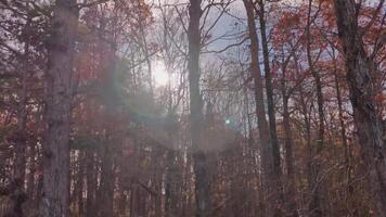 Fall Foliage Peak - Falling Autumn Leaves from Trees on Ground - Leaf Changing Vibrant Colors video