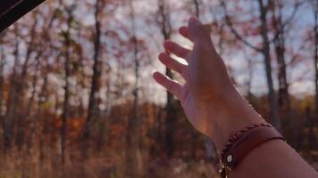 Hand Out Car Windows Waving Over Autumn Fall Leaf Leaves Trees with Beautiful Vibrant Colors and Morning Sunshine Slow Motion video