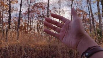 Hand aus Auto Fenster winken Über Herbst fallen Blatt Blätter Bäume mit schön beschwingt Farben und Morgen Sonnenschein schleppend Bewegung video