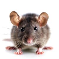 AI generated Rat face isolated on white background photo