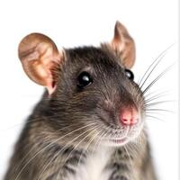 AI generated Rat face isolated on white background photo