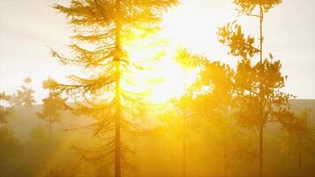 enchanteur le coucher du soleil des rayons brillant par conifère arbre video